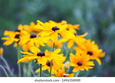 Yellow flowers of the Rudbeckia hirta or Black-Eyed Susan. - Powered by Shutterstock