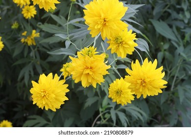 rudbeckia laciniata hortensia