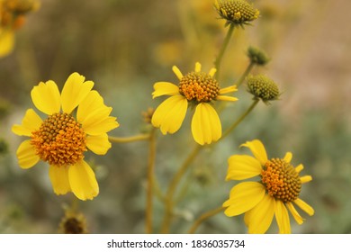 Yellow Flowers Rule Of Thirds