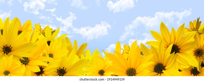 花畑 青空 の画像 写真素材 ベクター画像 Shutterstock