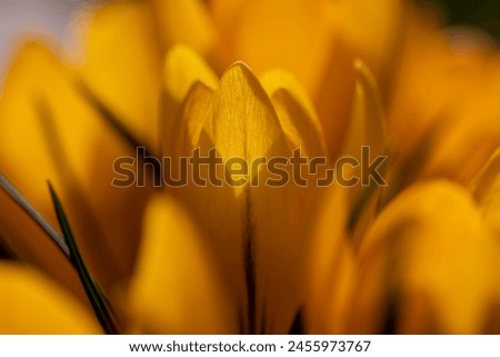 Similar – Image, Stock Photo spring awakening Flower