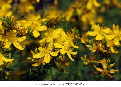 Yellow flowers of St. John's wort (lat.Hypericum) - a medicinal plant growing in a meadow