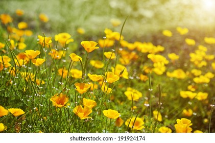 Yellow Flowers In Summer Meadow Background
