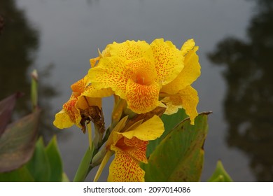 Yellow Flowers In Tainan Museum At The End Of 2021