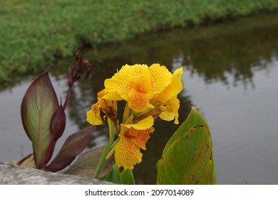 Yellow Flowers In Tainan Museum At The End Of 2021