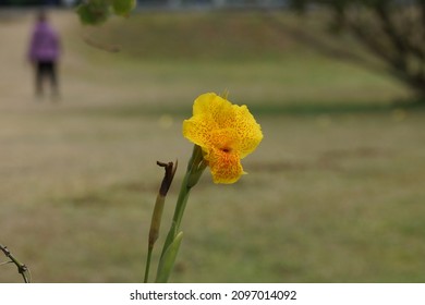 Yellow Flowers In Tainan Museum At The End Of 2021