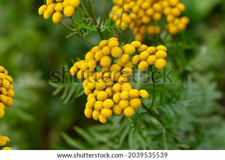 Yellow flowers of Tancy blooming in the summer. Tansy (Tanacetum vulgare) is a perennial, herbaceous flowering plant in the genus Tanacetum in the aster family, native to temperate Europe and Asia.