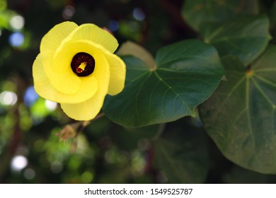 Yellow Flowers Of Thespesia Populnea Hibiscus Tiliaceus (Talipariti Tiliaceum).