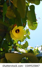 Yellow Flowers Of Thespesia Populnea Hibiscus Tiliaceus (Talipariti Tiliaceum).