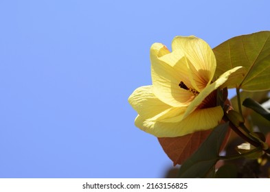 Yellow Flowers Of Thespesia Populnea Hibiscus Tiliaceus (Talipariti Tiliaceum).