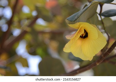 Yellow Flowers Of Thespesia Populnea Hibiscus Tiliaceus (Talipariti Tiliaceum).