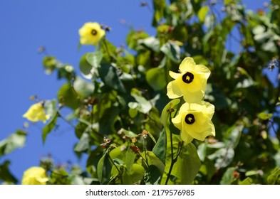 Yellow Flowers Of Thespesia Populnea Hibiscus Tiliaceus (Talipariti Tiliaceum).