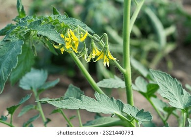 Yellow flowers of tomatoes plants. Gardening, tomato plant. Close up