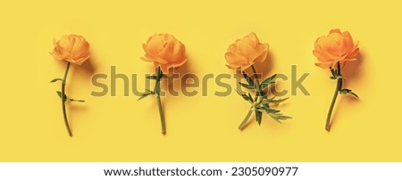 Yellow flowers Trollius or Globeflower on yellow color background, minimal style flat lay, monochrome aesthetic botanical modern banner, set of natural blooming spring floret, top view pattern