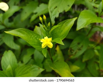 Yellow flowers are very beautiful - Shutterstock ID 1790694563