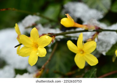 The yellow flowers of the winter jasmine (Jasminum nudiflorum) vine often bloom while the snow is still lying around