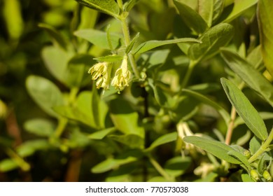 Yellow Flowers And Young Leaves Of The Bush Kamchatka Berries.