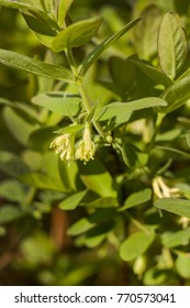 Yellow Flowers And Young Leaves Of The Bush Kamchatka Berries.