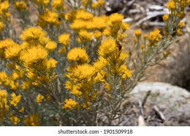 Yellow Flowers In Zion National Park