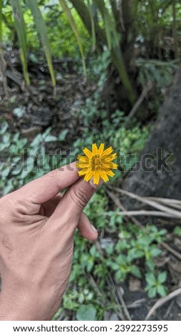 yellow flower,small yellow flower, sunflower, beautifulflower,tiny beautiful flower