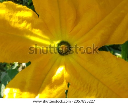 Yellow fluffy male zucchini flower (Cucurbita pepo) with a pistil in a depression in the sun on a green stem in a vegetable garden (macroflower, full face).