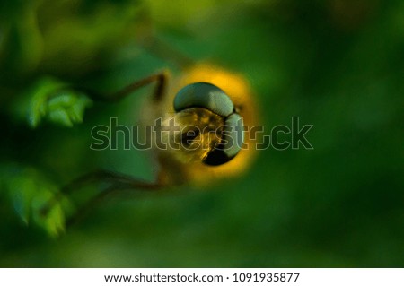 Similar – Image, Stock Photo The fly that wanted to be a bee