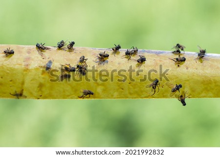 Yellow flypaper with flies stuck to it on a green blurred background. 
 Zdjęcia stock © 
