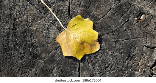 A yellow folded dry aspen leaf (Populus tremula) in the sun on an old cracked tree stump (top view). - Powered by Shutterstock