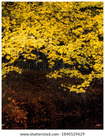 Similar – Image, Stock Photo squirrel paradise