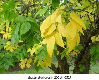 Yellow Foliage Of Fraxinus Americana Tree In Autumn