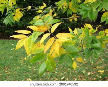 Yellow Foliage Of Fraxinus Americana Tree In Autumn