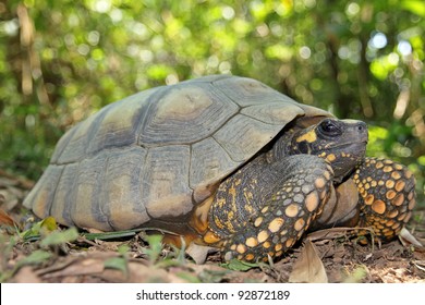 111 Brazilian giant tortoise Images, Stock Photos & Vectors | Shutterstock