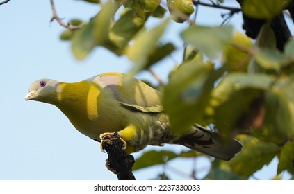 79 Ash Color Pigeon Images, Stock Photos & Vectors | Shutterstock