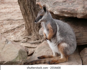 Yellow Footed Rock Wallaby