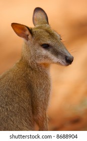 Yellow Footed Rock Wallaby