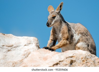 Yellow Footed Rock Wallaby