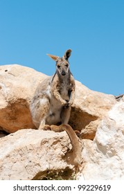 Yellow Footed Rock Wallaby