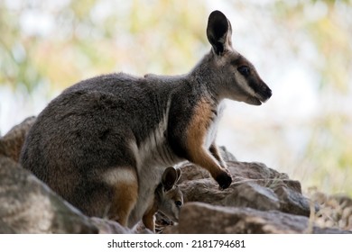 the yellow footed rock wallaby is grey, white and tan marsupial with black paws.