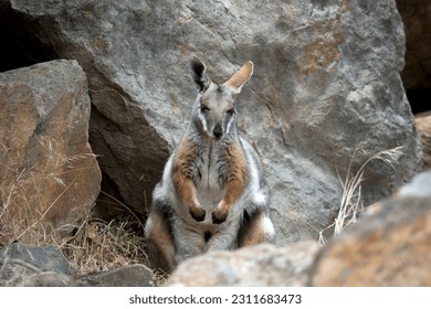 the yellow footed rock wallaby is grey, tan,and white - Shutterstock ID 2311683473