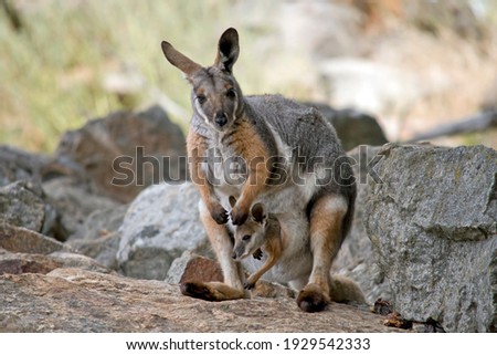 the yellow footed rock wallaby is grey, white and tan; it has black paws