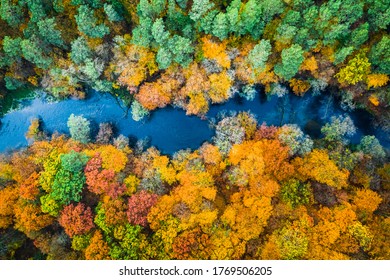 Gelber Wald im Herbst und blauer Fluss, Draufsicht