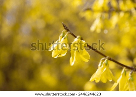 Yellow forsythia flowers, close-up. Floral background. Spring bloom. family Oleaceae.