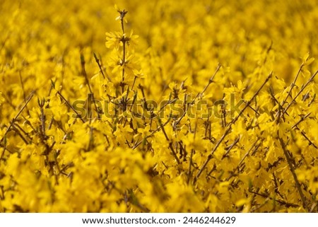 Yellow forsythia flowers, close-up. Floral background. Spring bloom. family Oleaceae.