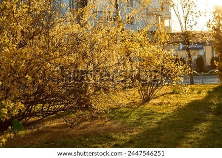 Yellow forsythia flowers in full bloom in spring. Dense bunches of golden bell-shaped blossoms cover branches. Flowering garden shrubs Border Forsythia intermedia, Europaea, blooming in the backyard