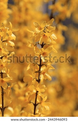 Yellow forsythia flowers on a blurred background