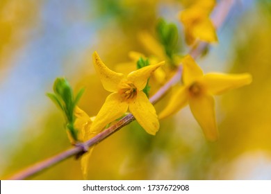 Forsythia Suspensa Images Stock Photos Vectors Shutterstock