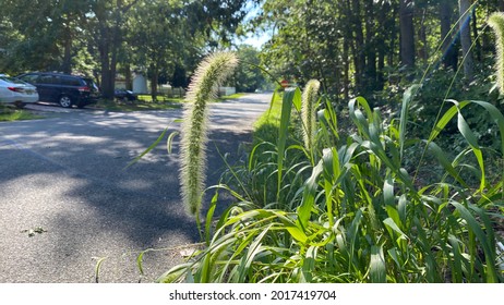 Yellow Foxtail Weed In New Jersey.