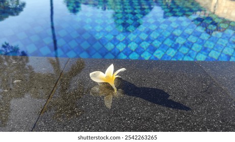 Yellow frangipani flower fallen by the edge of the swimming pool - Powered by Shutterstock