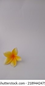 Yellow Frangipani Flower On Grey Background With Negative Space Portrait