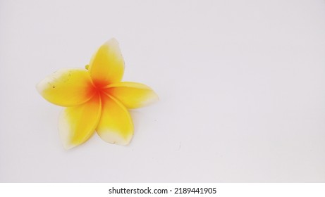 Yellow Frangipani Flower On White Background With Negative Space Landscape